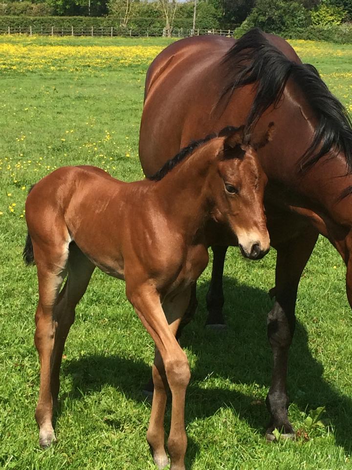 Holsteiner Foals